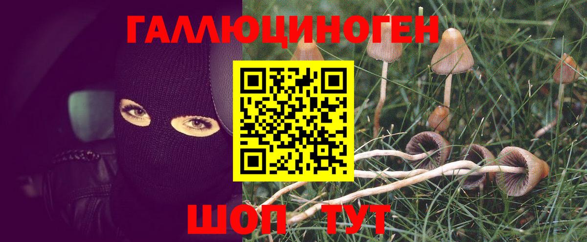 Галлюциногенные грибы Psilocybine cubensis Крымск